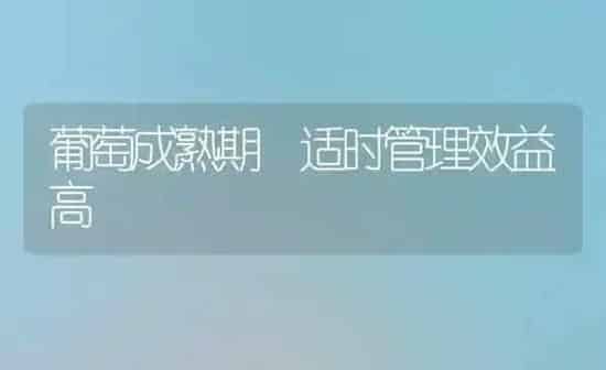 葡萄成熟期 适时管理效益高 | 瓜果种植