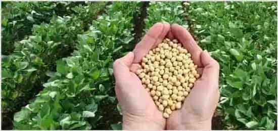 大豆田除草剂配方推荐 | 农业技术