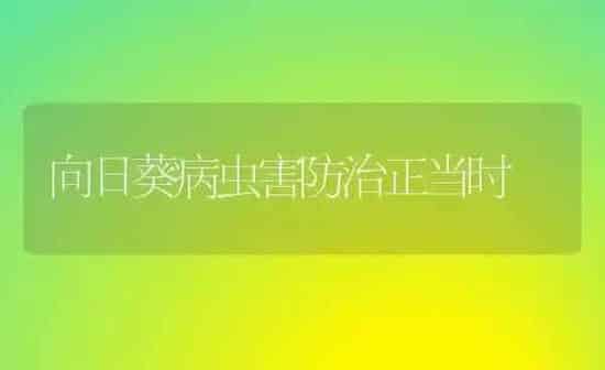 向日葵病虫害防治正当时 | 粮油作物种植