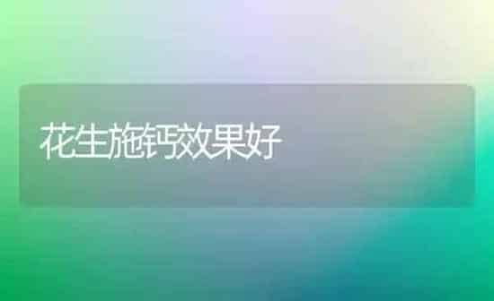花生施钙效果好 | 瓜果种植