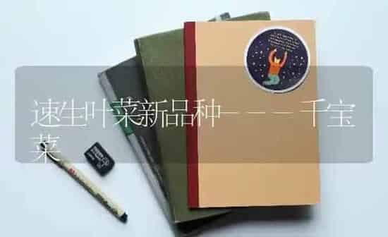 速生叶菜新品种---千宝菜 | 蔬菜种植