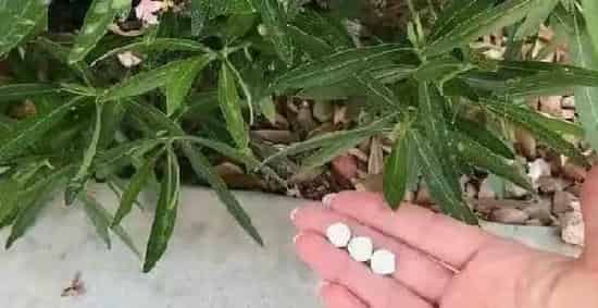 养殖方法|这10条养花技巧非常适合新手（新手种花养花入门建议技巧）