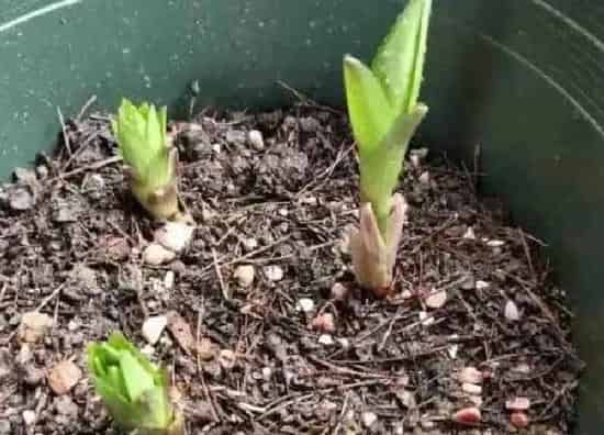 植物发芽|郁金香什么时候发芽长叶