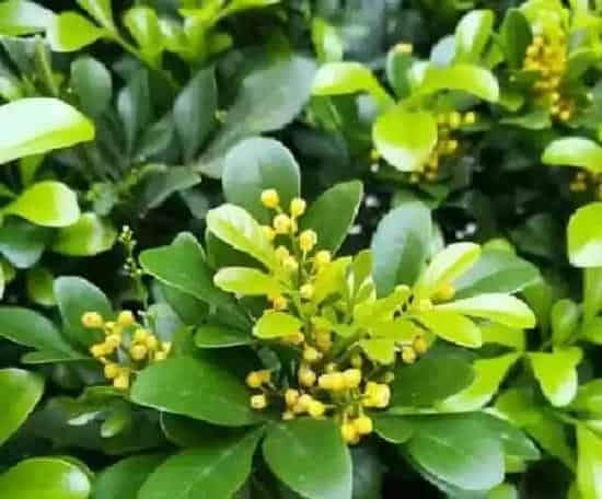 植物扦插|米兰插枝能活吗 掌握扦插时间和方法成活率高