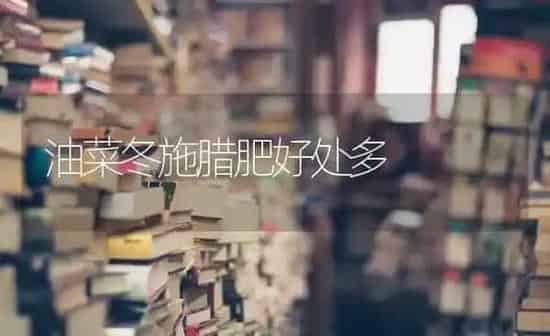 油菜冬施腊肥好处多 | 粮油作物种植