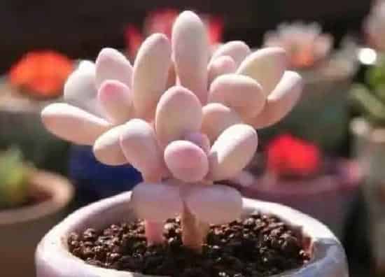 养殖科普|桃蛋喜欢阳光吗