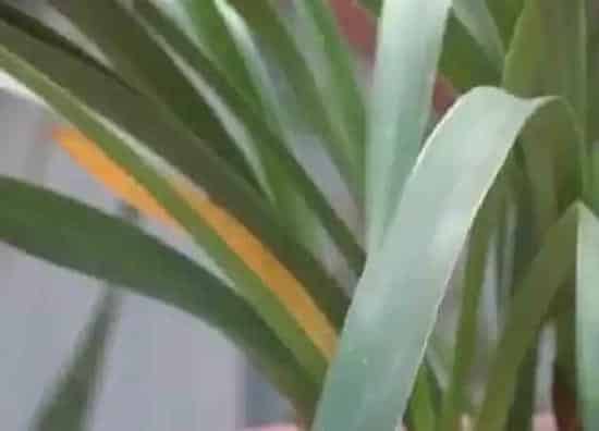 叶子发黄|剑兰叶尖发黄怎么办