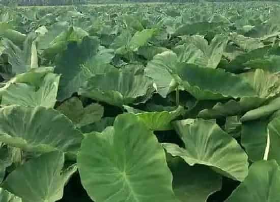 烂根|植物烂根怎么办