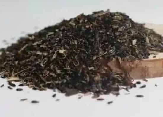 植物播种|桔梗种子什么时候播种最好