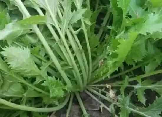 植物百科|芥菜是什么季节的菜