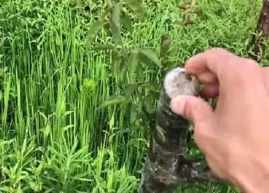 植物扦插|木香花几月份扦插最好