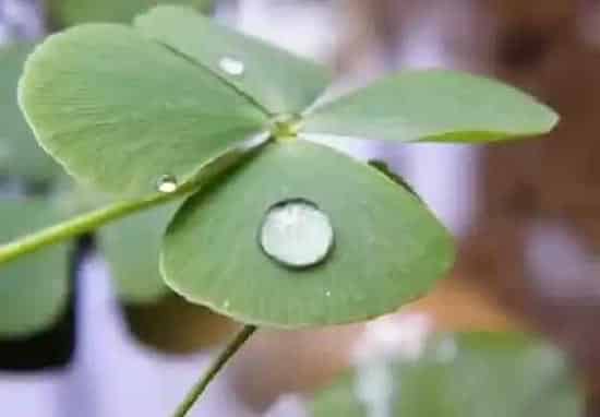 植物寓意|四叶草的寓意和象征风水 代表什么意思