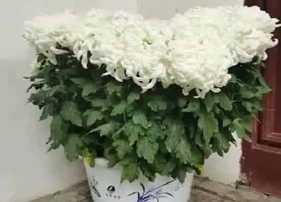种植位置|家里可以种菊花吗
