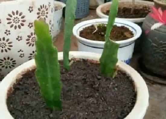 植物修剪|昙花什么时候剪枝合适