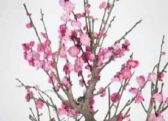 植物种类|梅花是树还是花