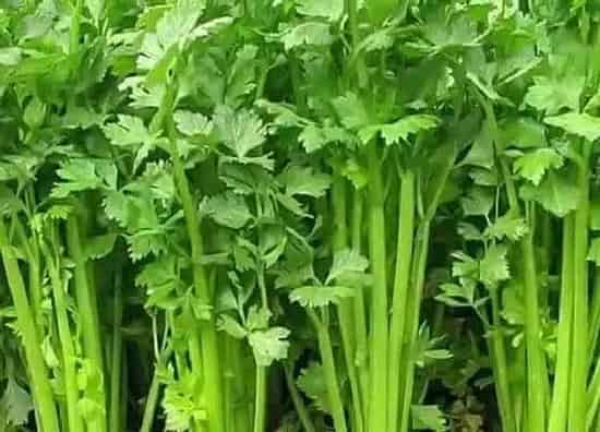 种植管理|芹菜什么季节种植合适