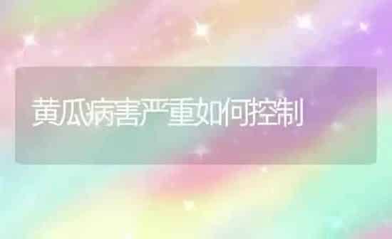 黄瓜病害严重如何控制 | 蔬菜种植