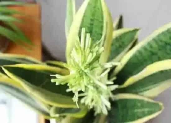 植物百科|虎皮令箭开花吗 开花什么样子