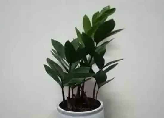 植物移栽|金钱树夏天可以换盆吗 移盆注意事项与养护妙招