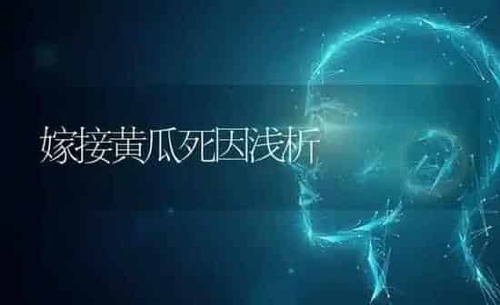嫁接黄瓜死因浅析 | 蔬菜种植
