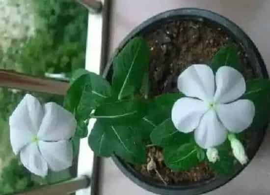 植物浇水|长春花几天浇一次水 春夏秋冬各不同