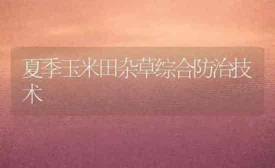 夏季玉米田杂草综合防治技术 | 粮油作物种植