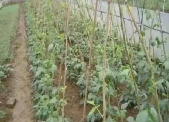 植物育苗|四季豆几天发芽出苗 播种育苗时间与发芽温度