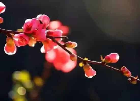 养殖科普|海棠花好养吗 养殖方法和养护要点