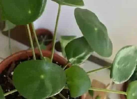 植物修剪|镜面草怎么修剪方法