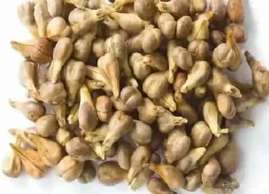 植物育苗|葡萄种子怎么发芽育苗的  葡萄籽快速催芽种植方法