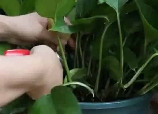 植物修剪|盆栽绿萝怎么修剪方法