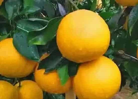 植物种类|爱媛68号黄美人柑橘介绍（黄美人柑橘和红美人区别）