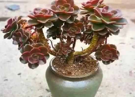养殖科普|肉肉植物好养吗 养殖方法和养护要点