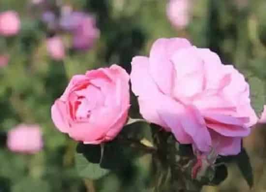 植物施肥|玫瑰施肥用什么肥料让花开得大 详解玫瑰花施肥方案