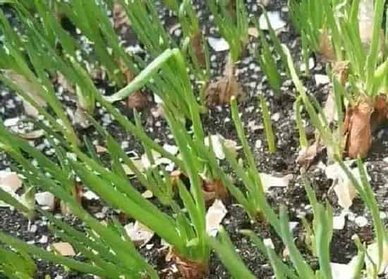 种植管理|葱是的几月份种植合适