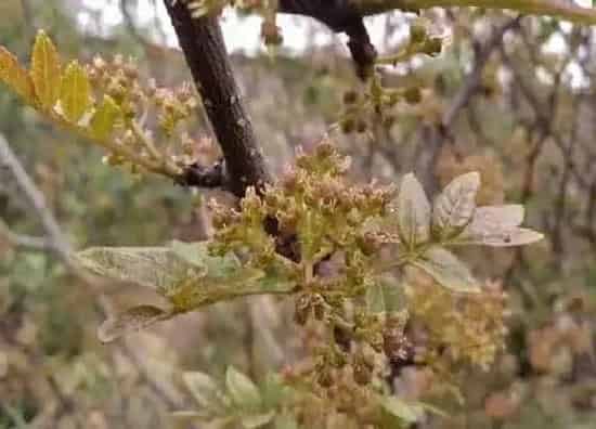 植物百科|花椒开花吗 开花是什么样子