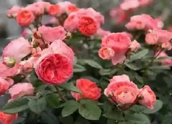花朵|舞女月季花的特点 月季舞女的外形特点和优缺点