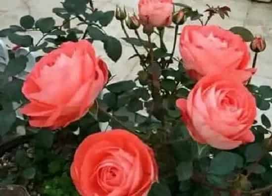 花朵|舞女月季花的特点 月季舞女的外形特点和优缺点