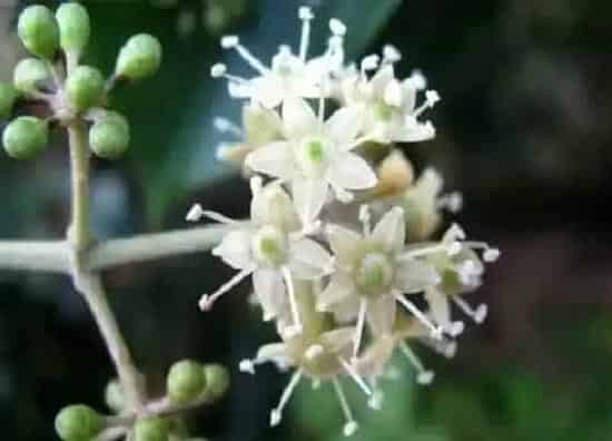 植物百科|花椒开花吗 开花是什么样子