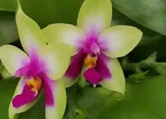 花语|蝴蝶兰花的花语及代表意义