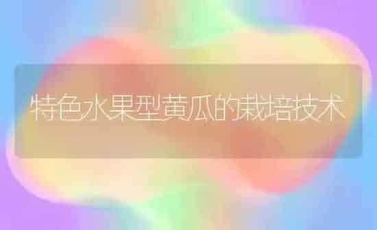 特色水果型黄瓜的栽培技术 | 瓜果种植