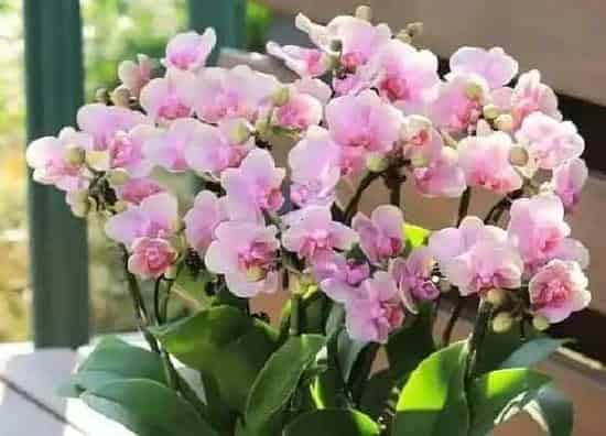 花语|蝴蝶兰花的花语及代表意义