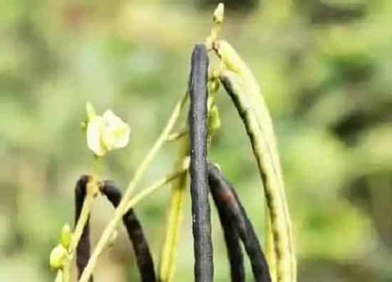 植物百科|绿豆是什么植物
