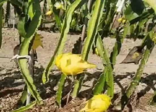 种植管理|火龙果什么季节种植合适