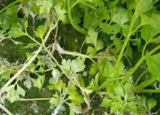 种植管理|芹菜什么季节种植合适