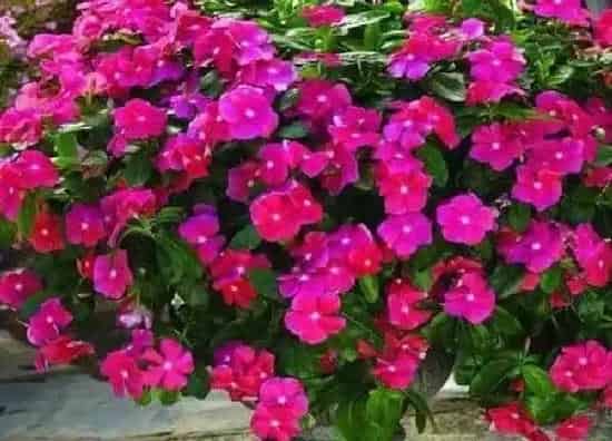 植物浇水|长春花几天浇一次水 春夏秋冬各不同