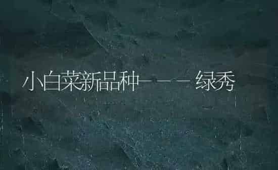小白菜新品种---绿秀 | 蔬菜种植