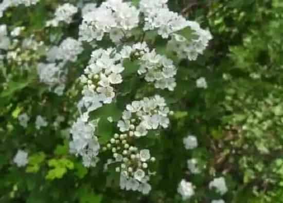 植物百科|花椒开花吗 开花是什么样子