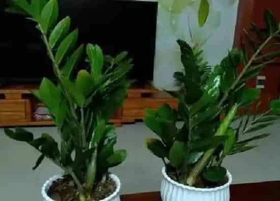 植物移栽|金钱树夏天可以换盆吗 移盆注意事项与养护妙招