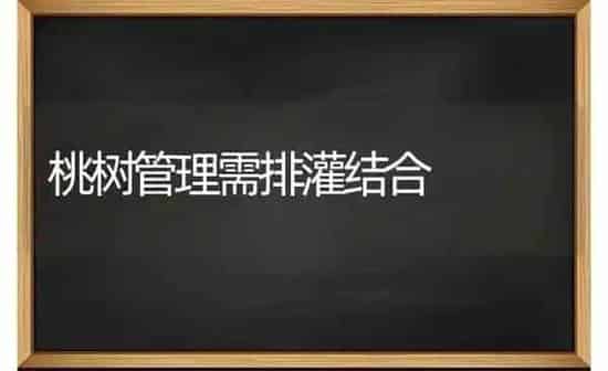 桃树管理需排灌结合 | 瓜果种植